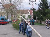 Maibaum 158